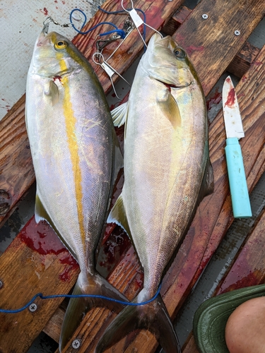 カンパチの釣果