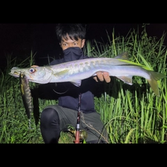 オニカマスの釣果