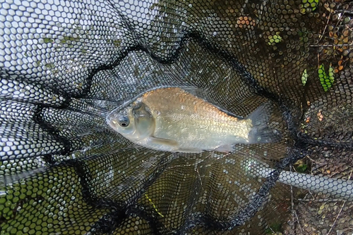 ヘラブナの釣果