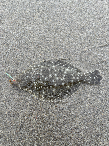 ソゲの釣果