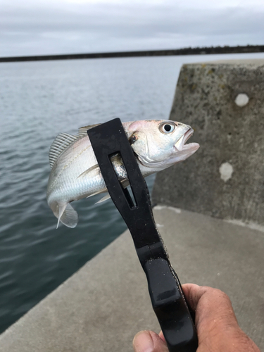 イシモチの釣果