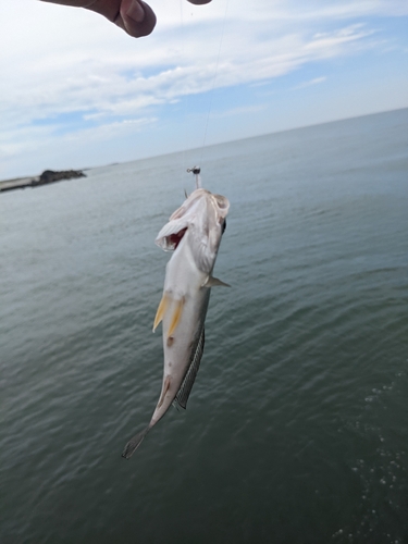 イシモチの釣果