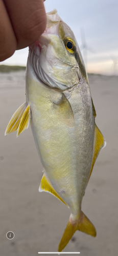 ショゴの釣果