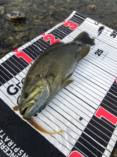 スモールマウスバスの釣果