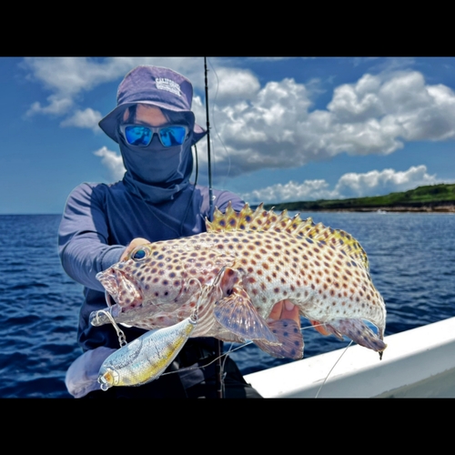 キビレハタの釣果