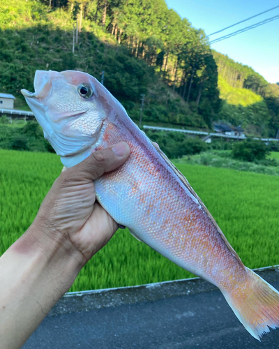 アマダイの釣果