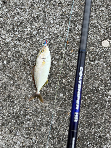 ショゴの釣果