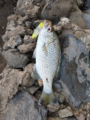 オオクチユゴイの釣果