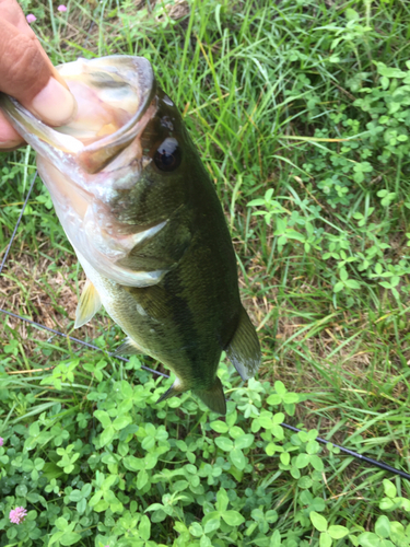 ラージマウスバスの釣果