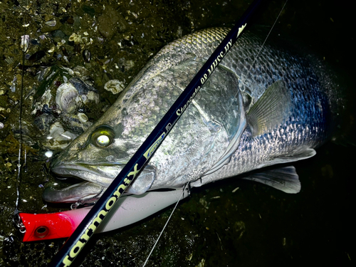 アカメの釣果