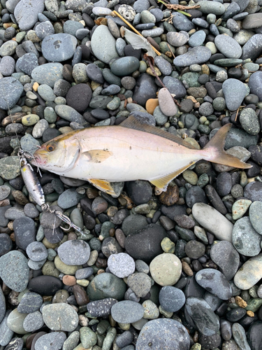 ショゴの釣果