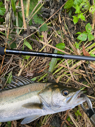 スズキの釣果