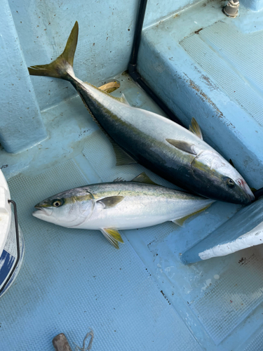 ワラサの釣果