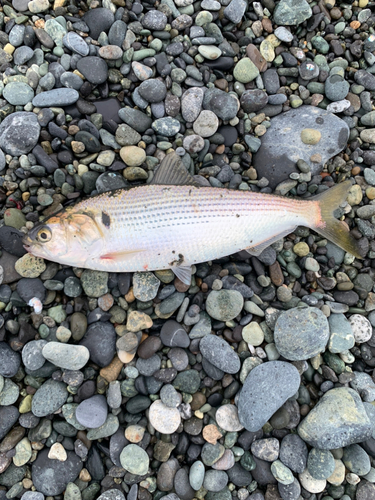 コノシロの釣果