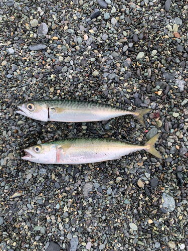 サバの釣果