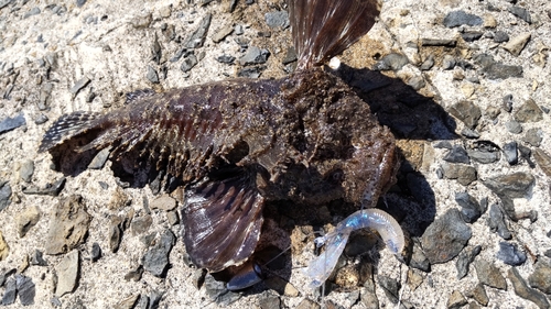 オニオコゼの釣果