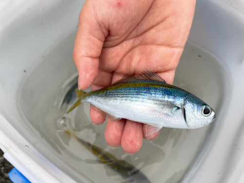 タカベの釣果