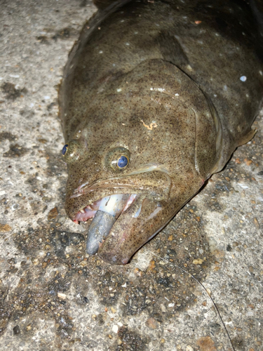 ヒラメの釣果