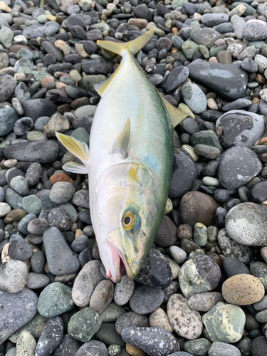 ワカシの釣果