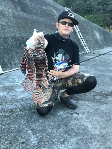 ミノカサゴの釣果