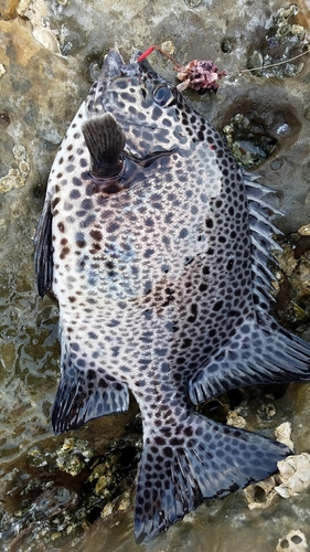 イシガキダイの釣果