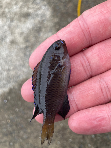 ソラスズメダイの釣果