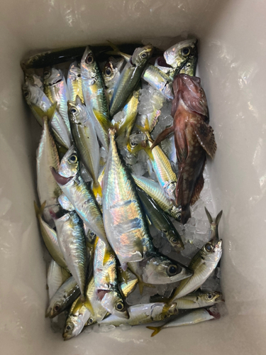 アジの釣果