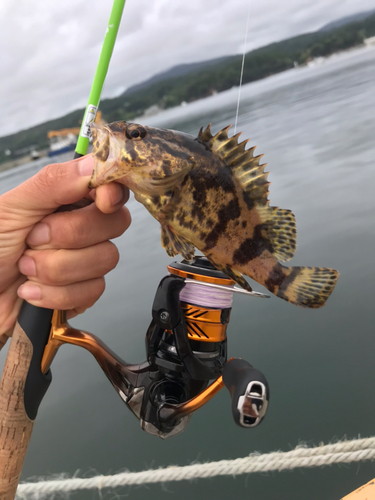 ベッコウゾイの釣果