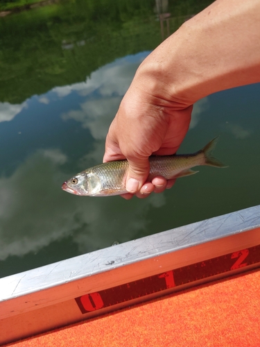 ハスの釣果