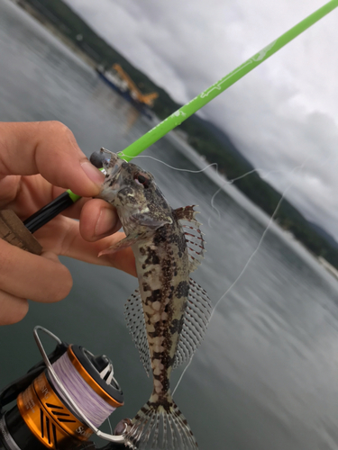 アナハゼの釣果