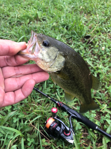 ラージマウスバスの釣果