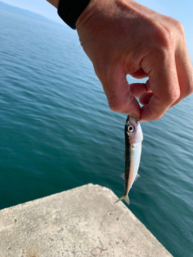 マサバの釣果