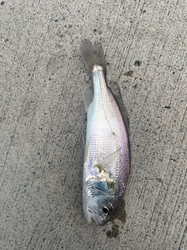 イシモチの釣果