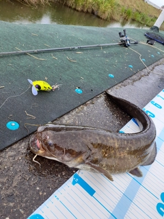 マナマズの釣果