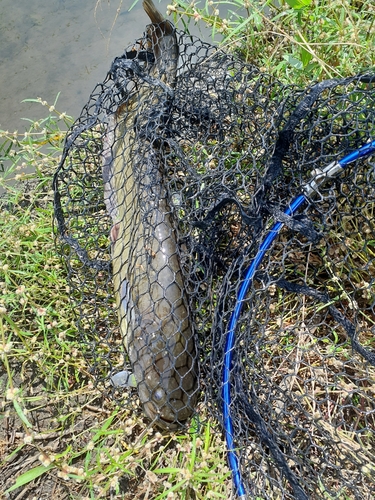 マナマズの釣果