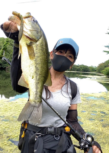 ブラックバスの釣果