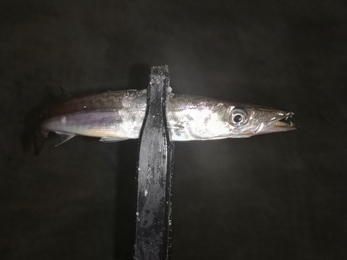 カマスの釣果