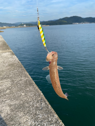 エソの釣果