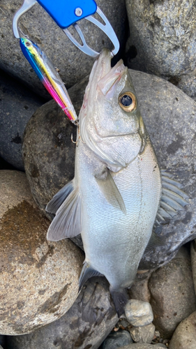 セイゴ（ヒラスズキ）の釣果