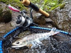 アマゴの釣果