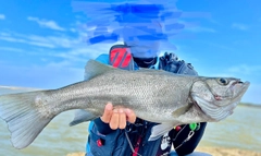 ヒラスズキの釣果