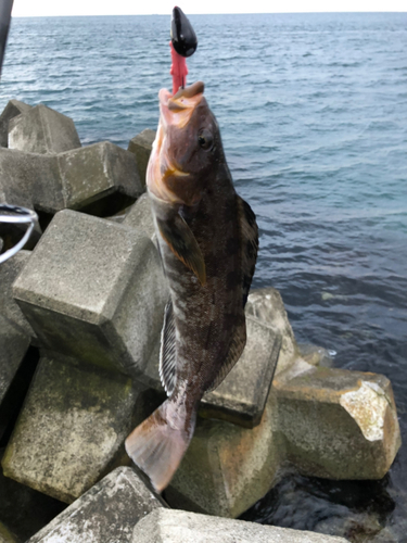 アイナメの釣果