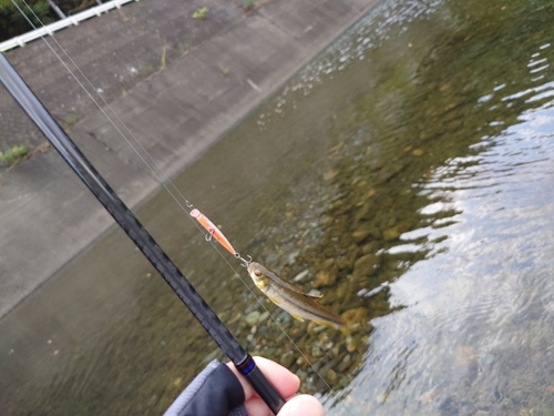 カワムツの釣果