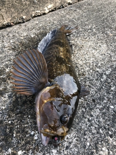 アイナメの釣果