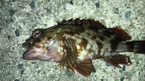 カサゴの釣果