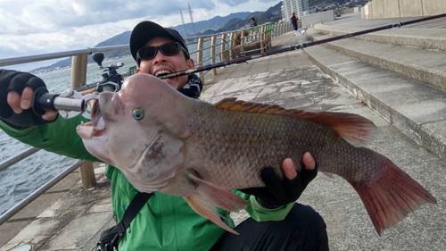 コブダイの釣果