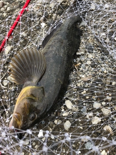 アイナメの釣果