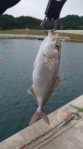 ショッコの釣果