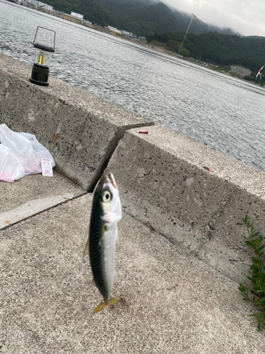 サバの釣果