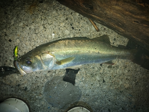 シーバスの釣果